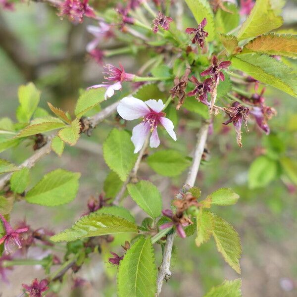 Prunus incisa Blüte