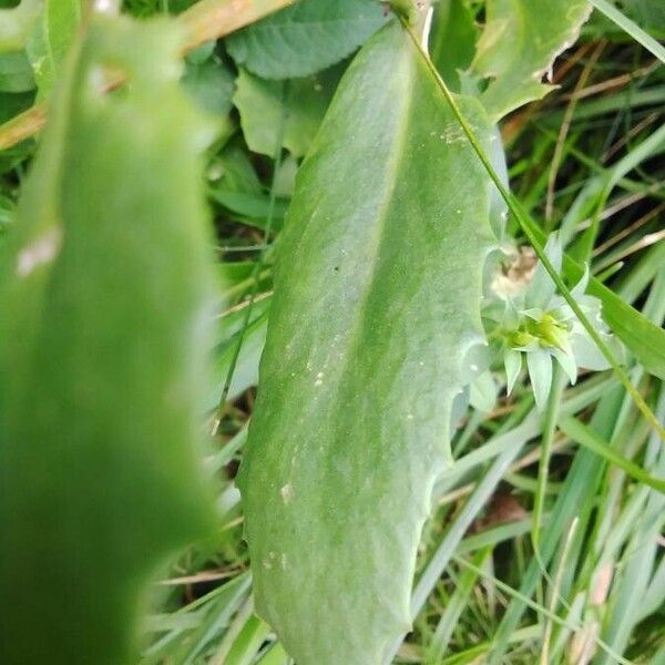 Hylotelephium telephium Leaf