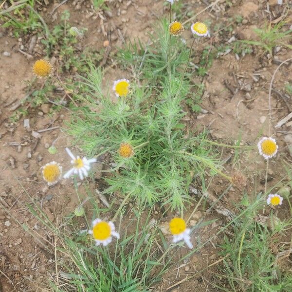 Felicia abyssinica Flor