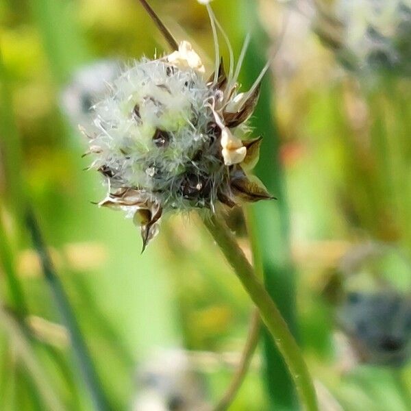 Plantago lagopus Λουλούδι