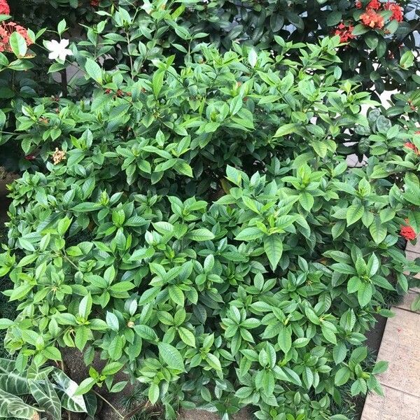 Gardenia taitensis Habit