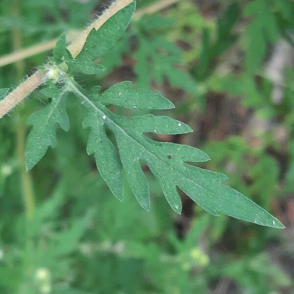 Ambrosia artemisiifolia Leaf