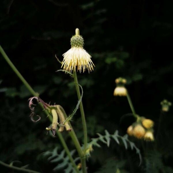 Cirsium erisithales Çiçek