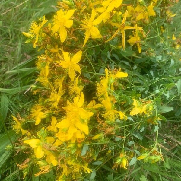 Hypericum maculatum Flor