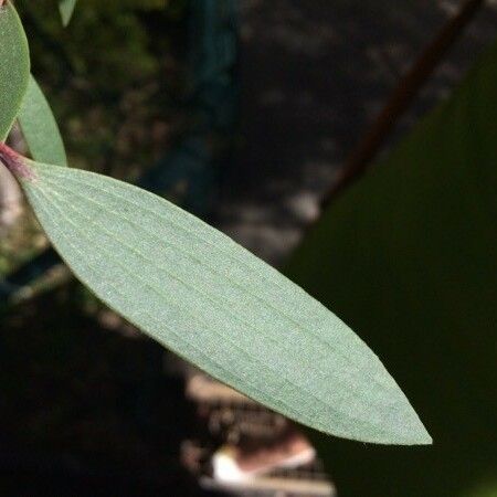 Melaleuca quinquenervia Fuelha