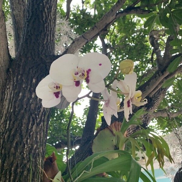 Phalaenopsis spp. Flower