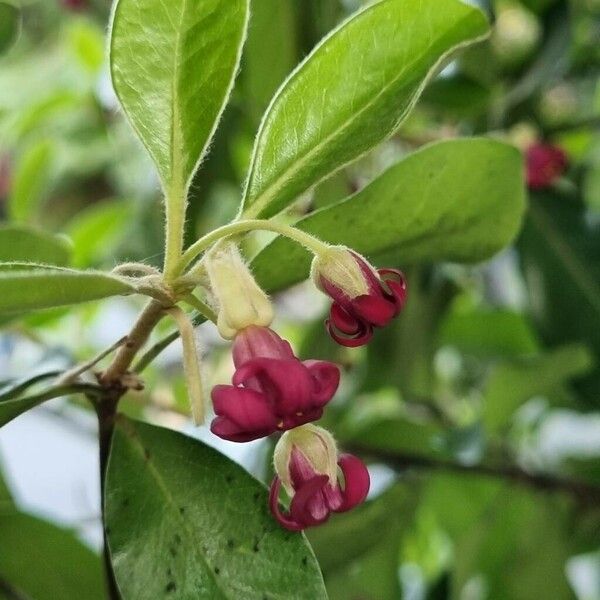 Pittosporum crassifolium Цветок