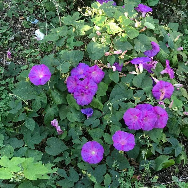 Ipomoea indica Virág