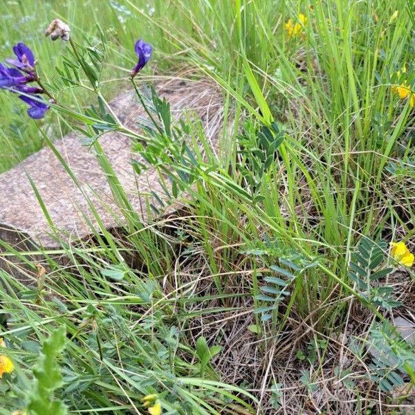 Vicia onobrychioides Hábito