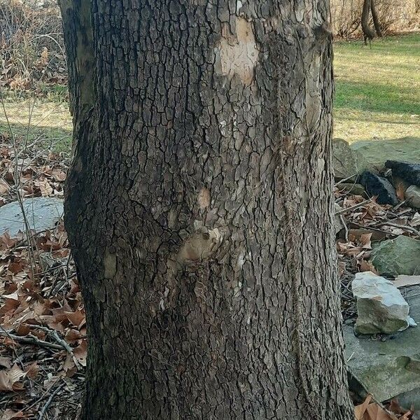 Platanus occidentalis Bark