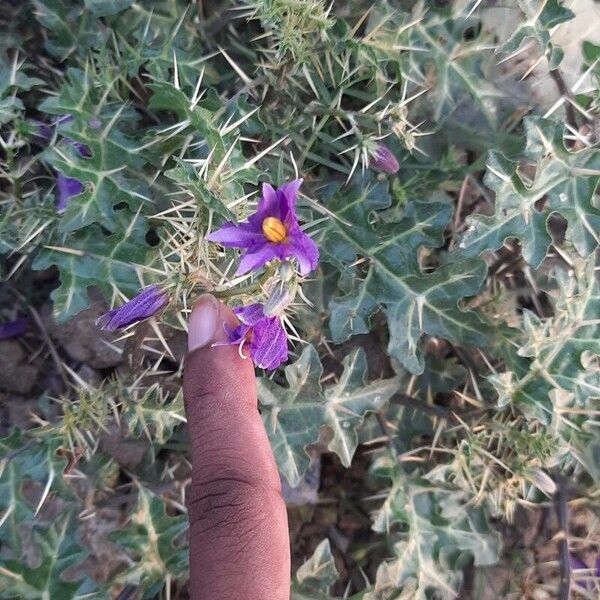 Solanum virginianum Floro