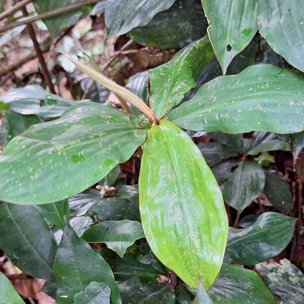 Palisota ambigua Hoja