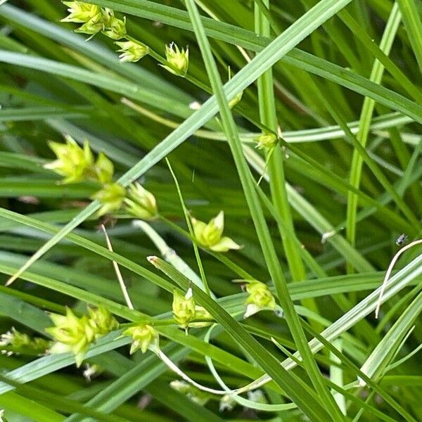 Carex divulsa Flor