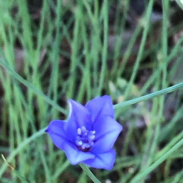 Aphyllanthes monspeliensis Flower