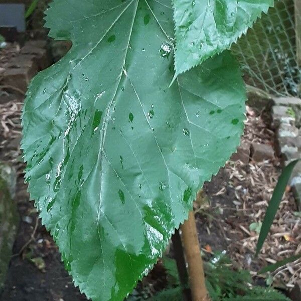 Morus alba Leaf