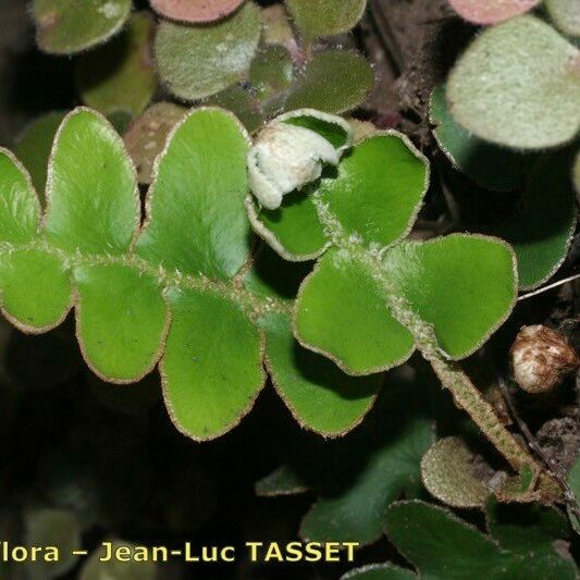 Asplenium aureum Lapas