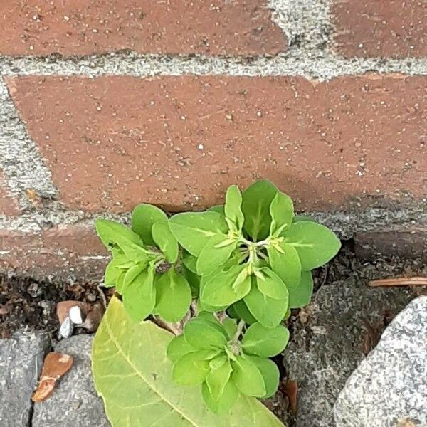 Euphorbia peplus Other