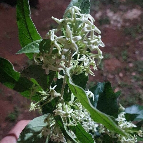 Cestrum nocturnum Flower