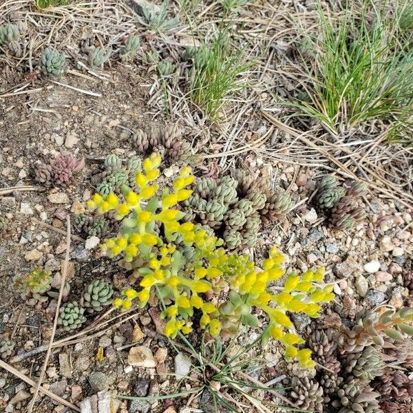 Sedum lanceolatum Floro