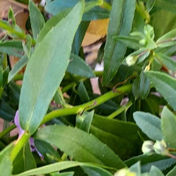 Angelonia angustifolia Blad