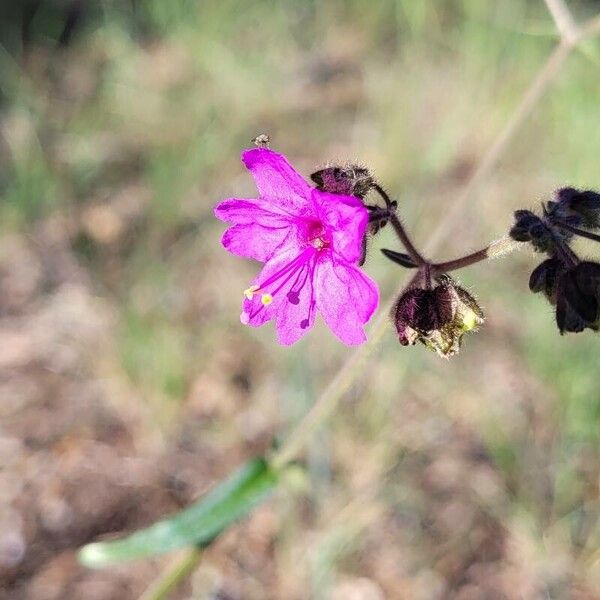 Mirabilis melanotricha (Four o'clock)