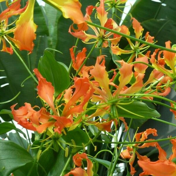 Gloriosa superba Flower