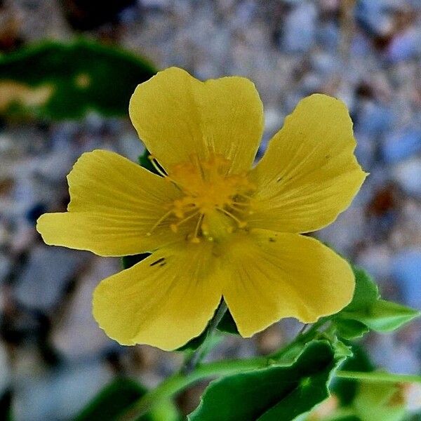 Abutilon indicum 花