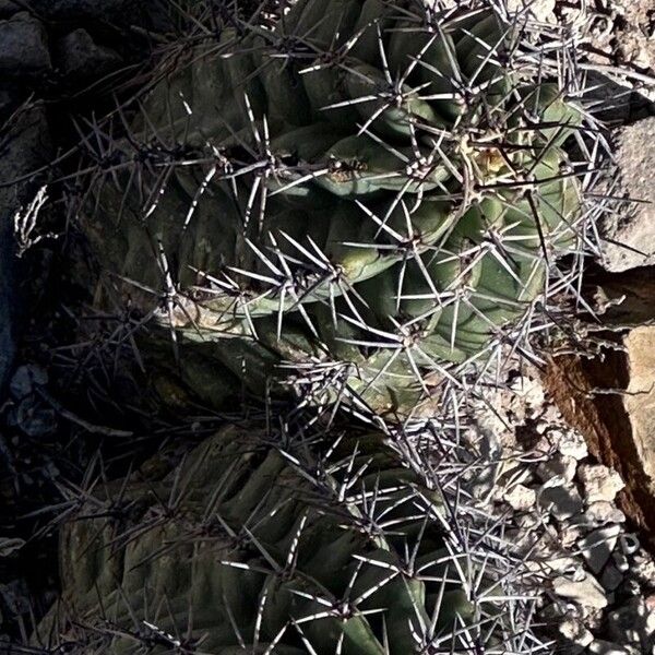 Echinocactus horizonthalonius Folha