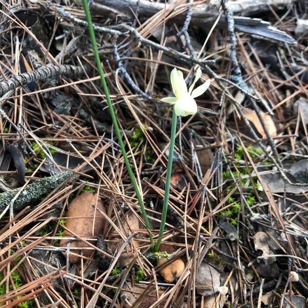 Narcissus triandrus Habit