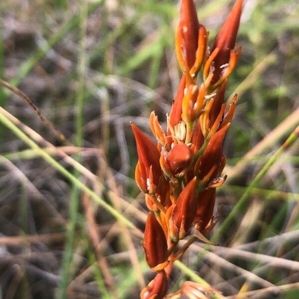 Narthecium ossifragum Flors