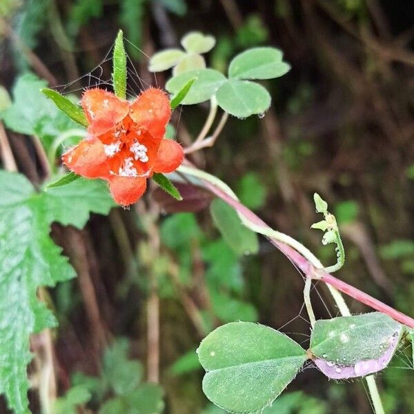 Caiophora chuquitensis പുഷ്പം