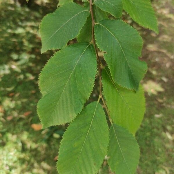 Ostrya virginiana 葉