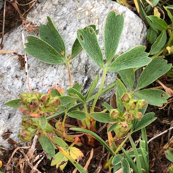 Sibbaldia procumbens Hàbitat