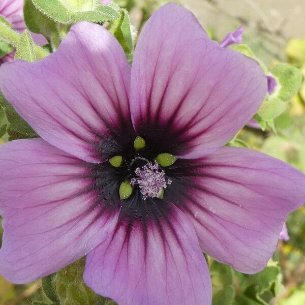 Malva multiflora Bloem