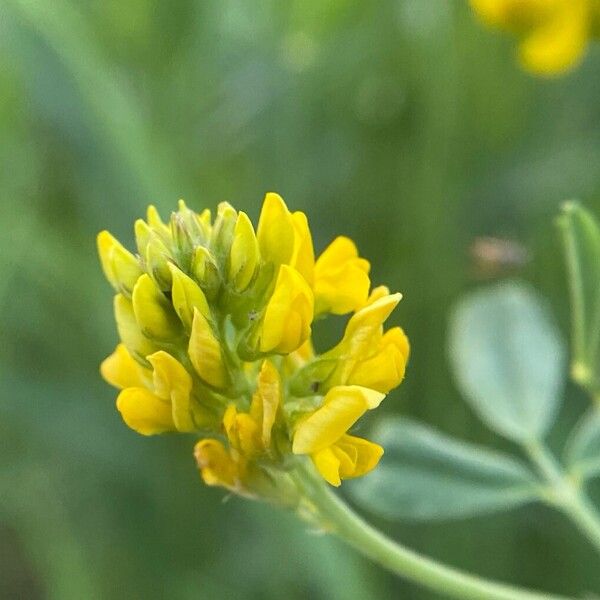 Medicago falcata Fleur