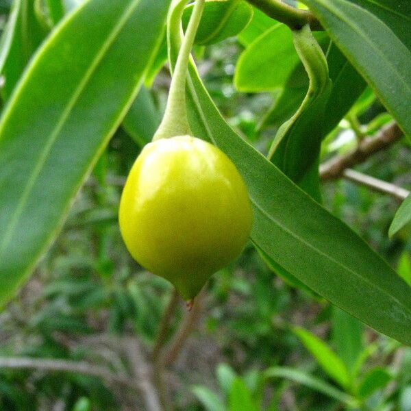 Bontia daphnoides Frukt