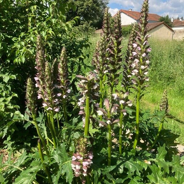 Acanthus spinosus Çiçek