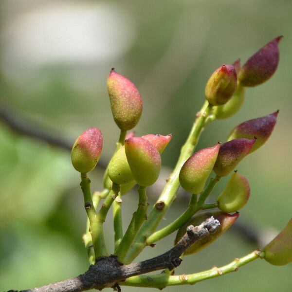 Pistacia vera Flower