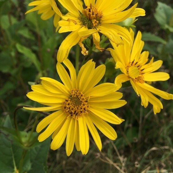 Helianthus strumosus Квітка