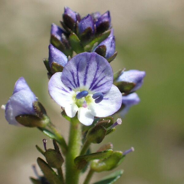 Veronica serpyllifolia Flower