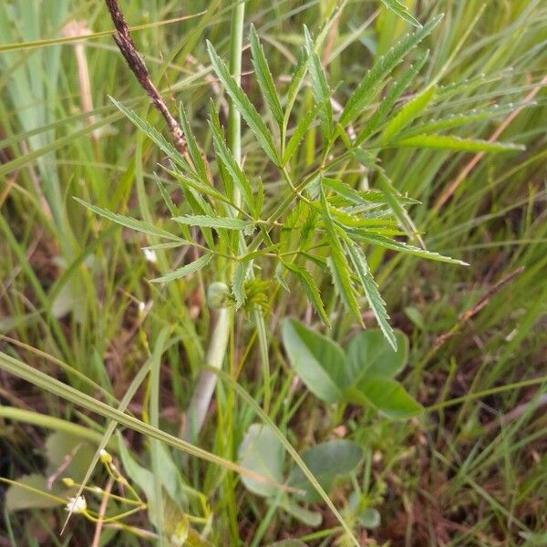 Cicuta virosa Deilen