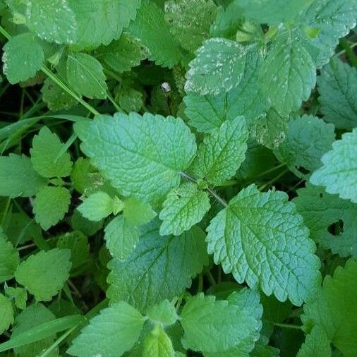 Melissa officinalis Feuille