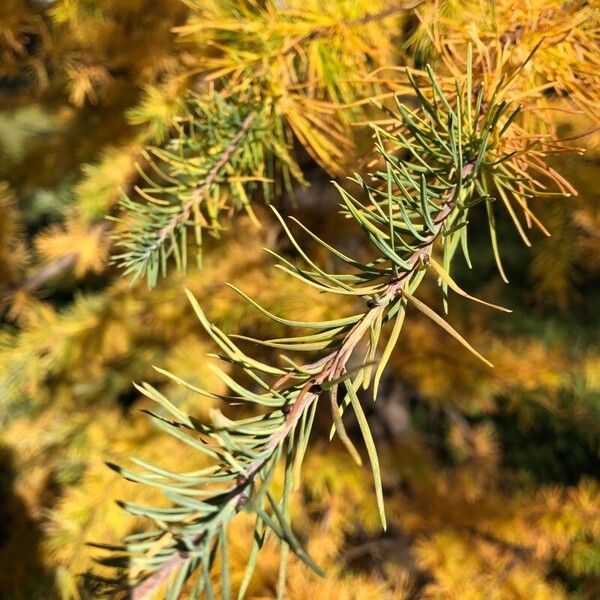 Larix laricina Liść