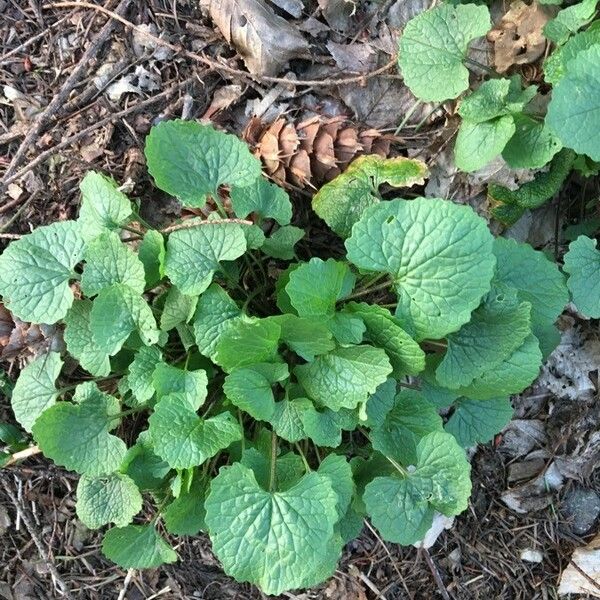 Lunaria annua Blad