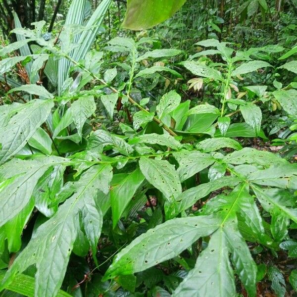 Dracontium polyphyllum Blad