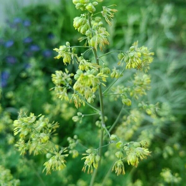 Thalictrum minus Flor