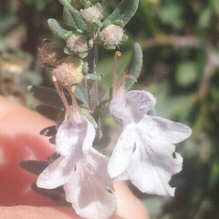 Teucrium brevifolium Flower
