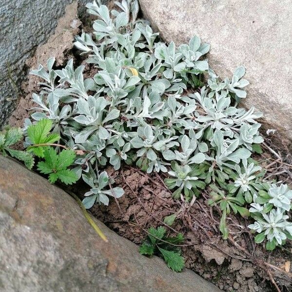 Antennaria parvifolia Blatt