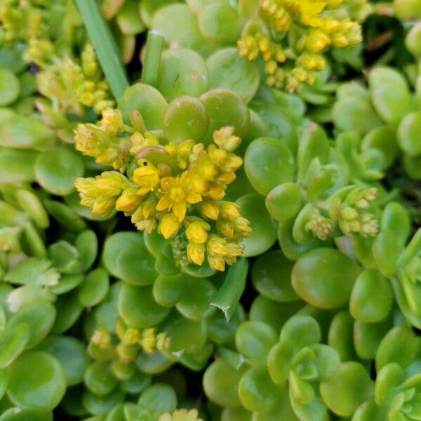 Sedum spathulifolium Blomst