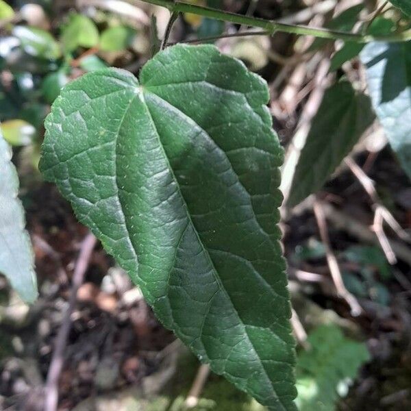 Malvaviscus penduliflorus পাতা